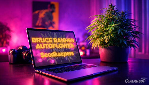 Гроурепорт сорта Bruce Banner Autoflower от Seedkeepers