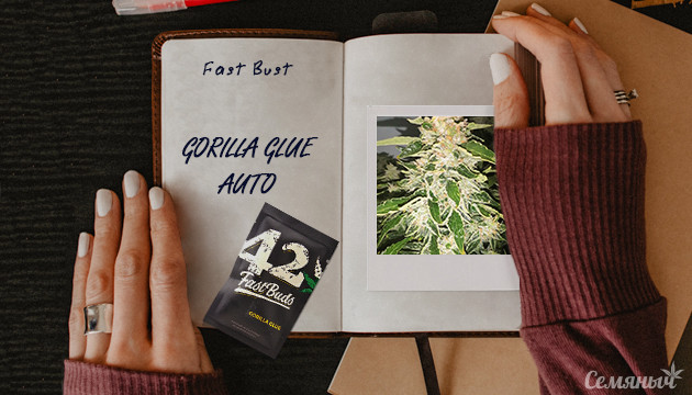 Гроурепорт сорта каннабиса Gorilla Auto fem от FastBuds