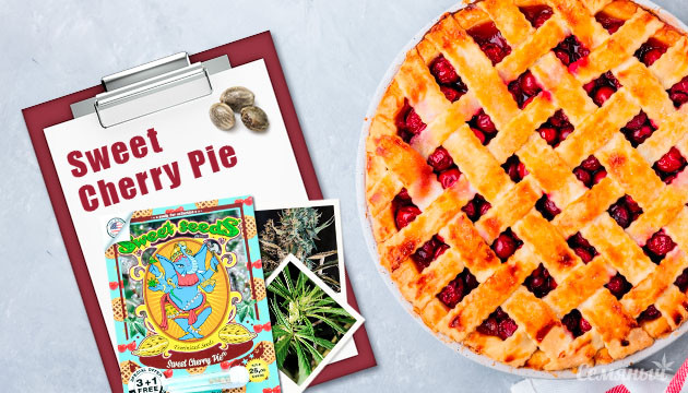 Гроурепорт сорта Sweet Cherry Pie fem от Sweet Seeds