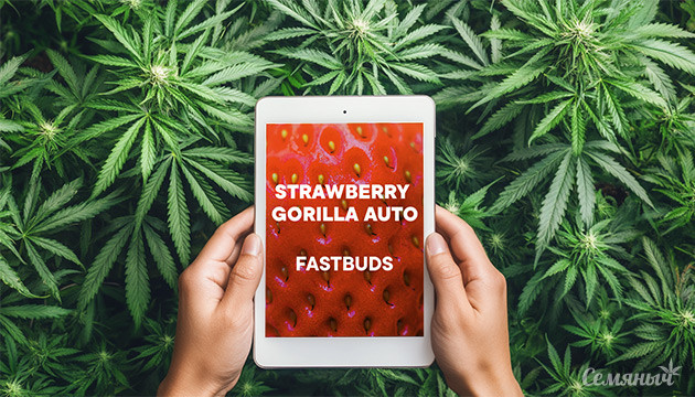Гроурепорт сорта Strawberry Gorilla Auto fem от FastBuds