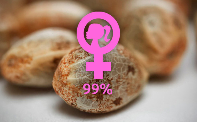 Для индора лучший выбор феминизированные семена Феминизированные семена конопли