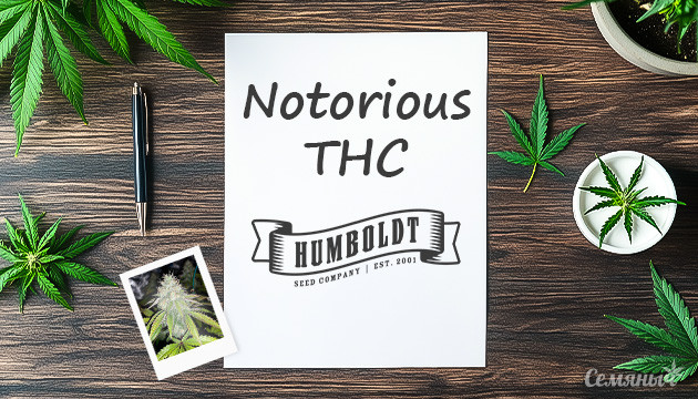 Гроурепорт сорта Notorious THC fem от Humboldt Seed Company