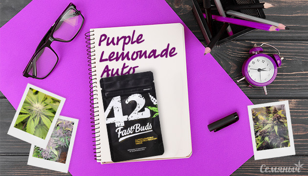 Гроурепорт конопли Purple Lemonade Auto