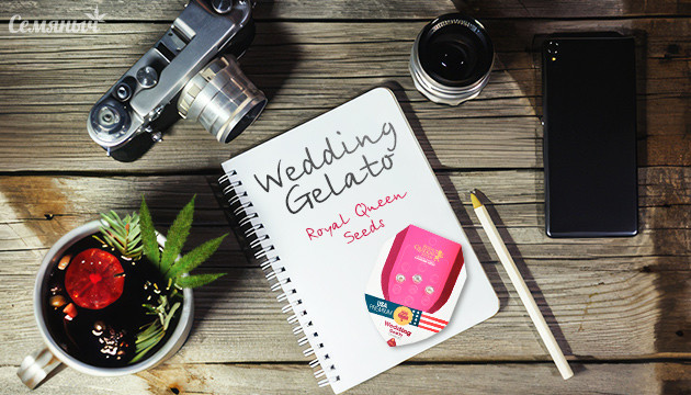Выращивание сорта Wedding Gelato fem от RQS
