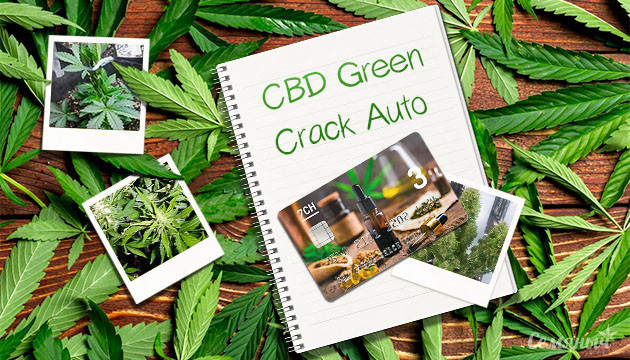 Гроурепорт сорта CBD Green Crack Auto