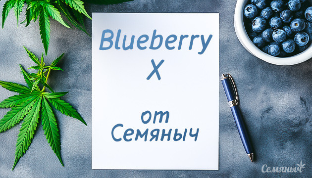 Выращивание Blueberry X