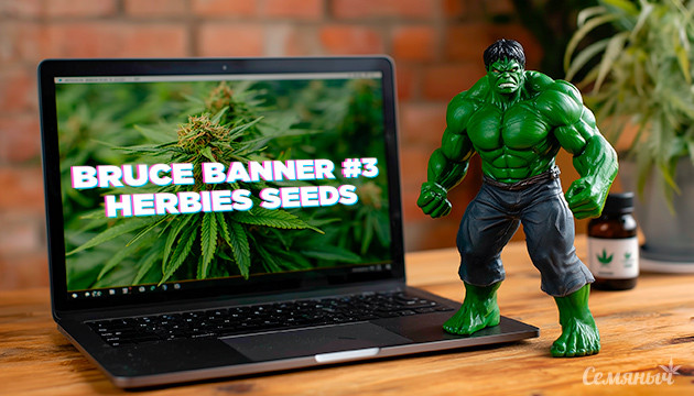 Выращивание сорта Bruce Banner #3 fem от Herbies Seeds